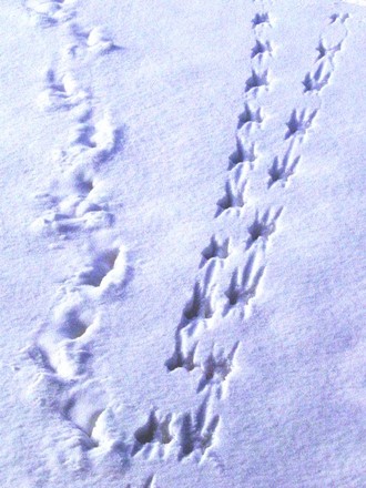 Footprints in the Snow