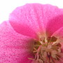 Hellebore bloom (Helleborus orientalis (Lenten rose))
