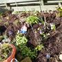 Compost 2008
