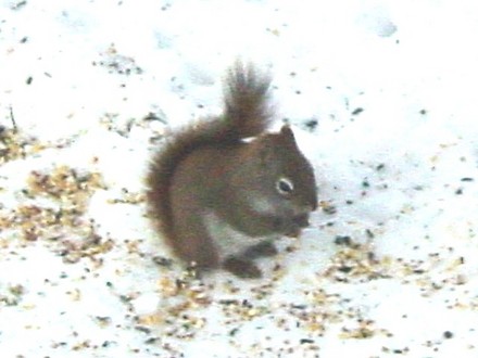 squirrel
