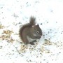 squirrel