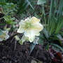 Helleborus