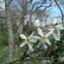 Amelanchier