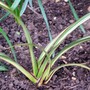 Baby Phormium 'Cream Delight' (Phormium cookianum (Mountain flax))