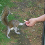 Squirrel in St James's Park