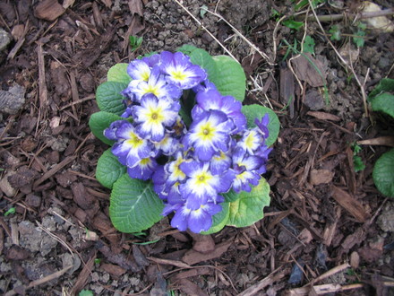 Blue and yellow
