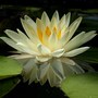 Reflection (Nymphaea alba)