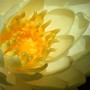Waterlily_bloom_first_6-17-02