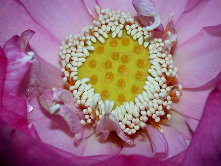 Heart of a Lotus (Nelumbo lutea (American Lotus))