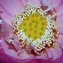 Heart of a Lotus (Nelumbo lutea (American Lotus))
