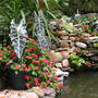 Alocasia_waterfall_good_7-27-02