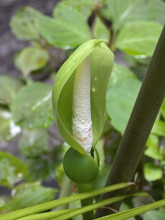 Polly's Bloom (Alocasia amazonica 