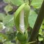 Alocasia_bloom_7-03-02_sm