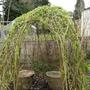 Willow Dome (Salix)