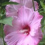 Hardy hibiscus "Sweet Caroline" (Hibiscus moscheutos)