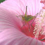 YUM (Hibiscus moscheutos)