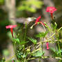 Hummer_drink_cypress_vine_9-12-07_exc_med