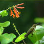 Hummer_honeysuckle_7-18-06_5_guard_verygd_sm