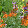 Butterfly Magnet, I mean Weed (Asclepias tuberosa)