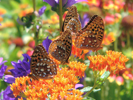 Butterfly Weed attracting Frits (Asclepias tuberosa)
