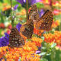 Butterfly Weed attracting Frits (Asclepias tuberosa)