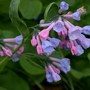 Vir_bluebells_pink_blues_4-21-05_exc