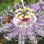 Passiflora incarnata with honey bee (Passiflora incarnata (Maypops))