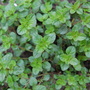 Broad-leaved Thyme (Thymus pulegioides)