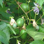 Passiflora_incarnata_frut_5_8-12-06_good_sm