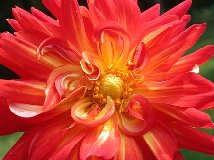 Dahlia McKnight's Memory (Dahlia Pinnata (Dahlia))