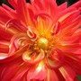 Dahlia_mcnight_s_memory_8-28-03
