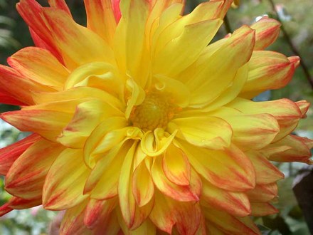 Dahlia McKnight's Memory (Dahlia Pinnata (Dahlia))