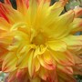 Dahlia McKnight's Memory (Dahlia Pinnata (Dahlia))