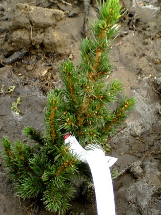 Picea glauca conica. Planted March 14th 2008 (Picea glauca (White spruce))