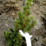 Picea glauca conica. Planted March 14th 2008 (Picea glauca (White spruce))