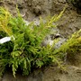 Juniperus media "Gold coast" (Juniperus media "Gold coast")