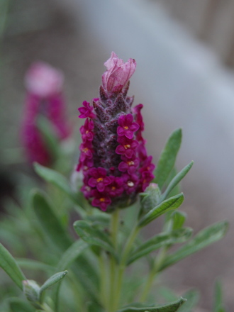 Lavender (Lavandula stoechas)