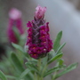 Lavender (Lavandula stoechas)