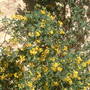 Taricq_march_13h_2008_no_5_002