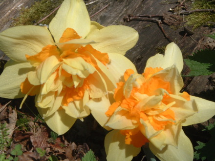daffs