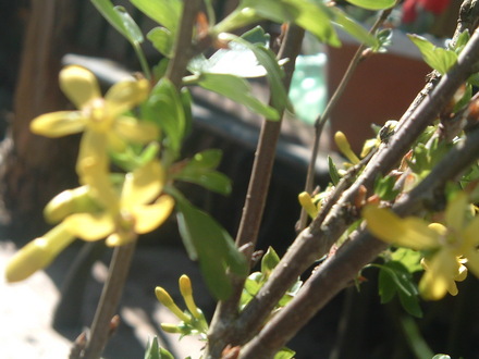 Ribes