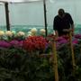 Darran in the flowering frame