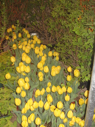 tulips