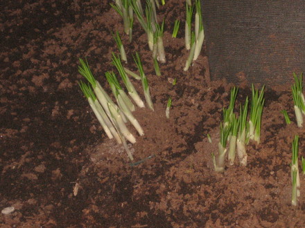 Crocus