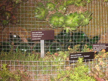 succulents