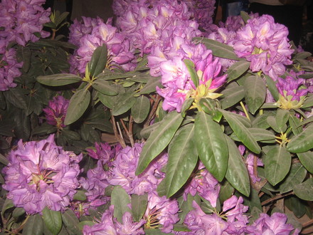 rhododendron
