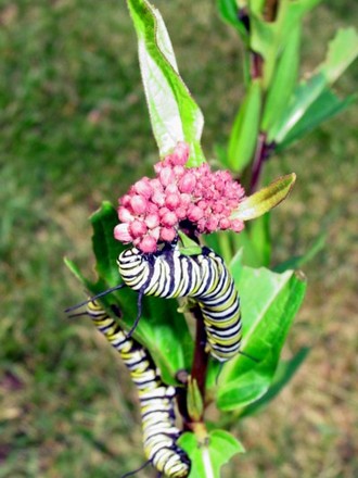 caterpilar