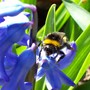 WHITE BOTTOMED  BEE.... 