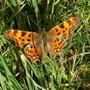 BEAUTIFUL BUTTERFLY ....