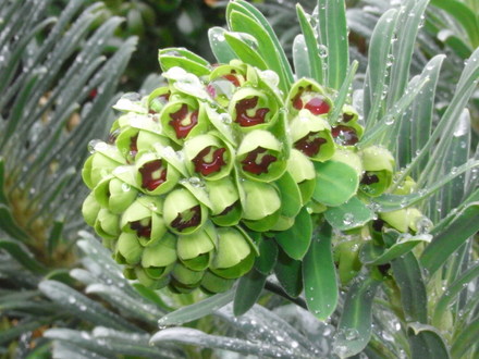 Euphorbia Wulfenii (Euphorbia Wulfenii)